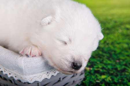 White small Samoyed puppy dog on green grass backgroundの写真素材