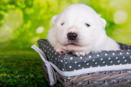 White small Samoyed puppy dog on green grass backgroundの写真素材