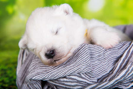White small Samoyed puppy dog on green grass backgroundの写真素材