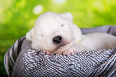 White small Samoyed puppy dog on green grass backgroundの写真素材