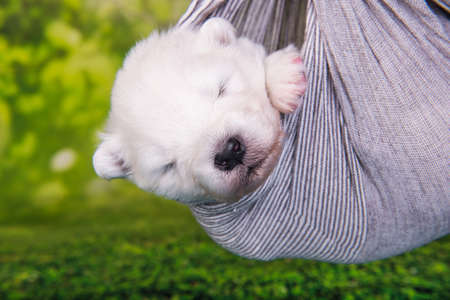 White fluffy small Samoyed puppy dog is in a scarfの写真素材