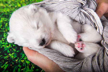White fluffy small Samoyed puppy dog is in a scarf in handsの写真素材