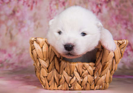 White fluffy small Samoyed puppy dog in the basketの写真素材