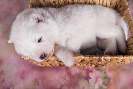 White fluffy small Samoyed puppy dog in the basketの写真素材