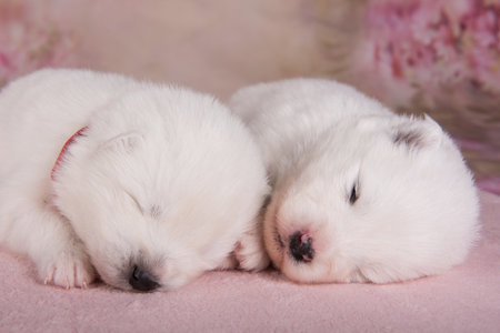 Two small two weeks age cute white Samoyed puppies dogs are sleepingの写真素材