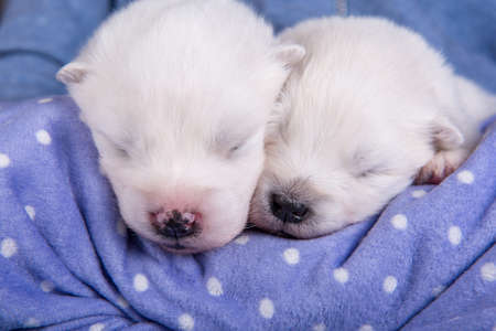 Two small two weeks age cute white Samoyed puppies dogsの写真素材