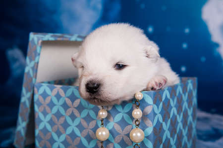 White fluffy small Samoyed puppy dog in a gift boxの写真素材