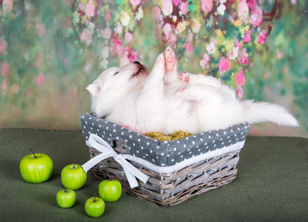 White fluffy small Samoyed puppy dog in a basket with applesの写真素材