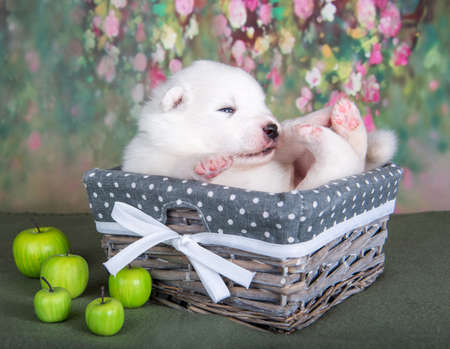White fluffy small Samoyed puppy dog in a basket with applesの写真素材