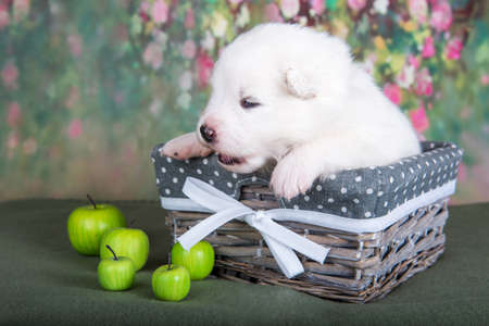 White fluffy small Samoyed puppy dog in a basket with applesの写真素材