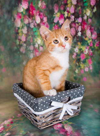 Playful and funny cute red kitten in a basketの写真素材
