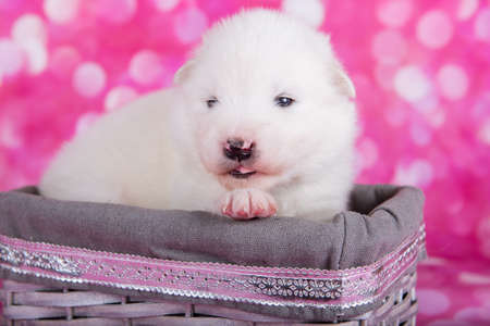 White fluffy small Samoyed puppy dog in a basketの写真素材