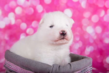 White fluffy small Samoyed puppy dog in a basketの写真素材