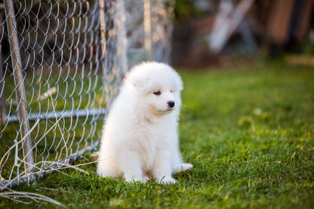 Funny Samoyed puppy on the green grassの写真素材