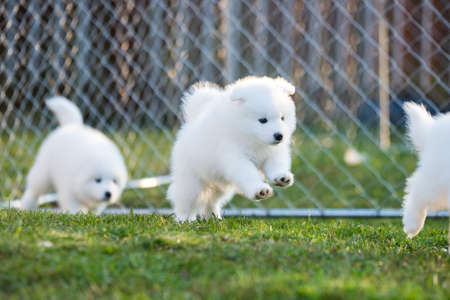 Funny fluffy white Samoyed puppies dogs are playingの写真素材