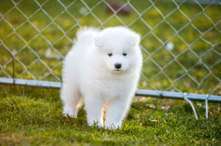 Funny Samoyed puppy on the green grassの写真素材