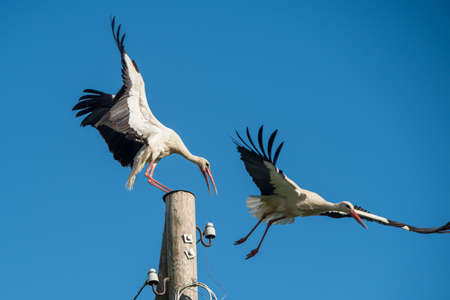 White stork in flight against a blue skyの写真素材