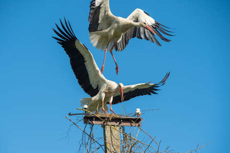 Two white storks in the nest against blue skyの写真素材