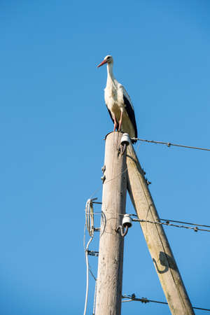 Beautiful one white storks Ciconia ciconia on a background of blue skyの写真素材