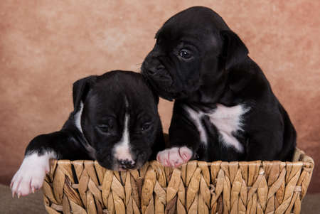 Black and white American Staffordshire Terrier dogs or on brown backgroundの写真素材
