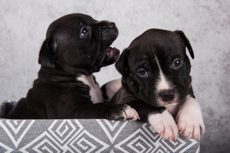 Black and white American Staffordshire Terrier dogs or AmStaff puppiesの写真素材