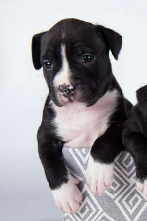 Black and white American Staffordshire Terrier dog or AmStaff puppy on white backgroundの写真素材