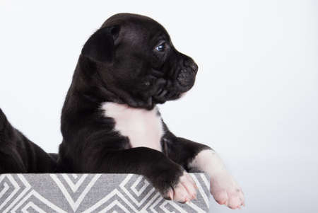 Black and white American Staffordshire Terrier dog or AmStaff puppy on white backgroundの写真素材