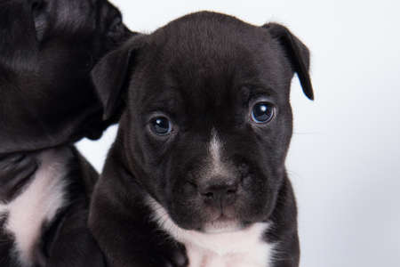 Black and white American Staffordshire Terrier dog or AmStaff puppy on white backgroundの写真素材