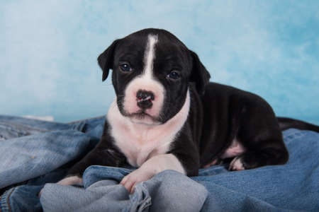 Black and white American Staffordshire Terrier dog or AmStaff puppy on blue backgroundの写真素材