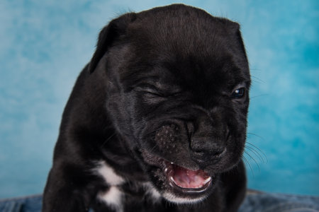 Black and white American Staffordshire Terrier dog or AmStaff puppy on blue backgroundの写真素材