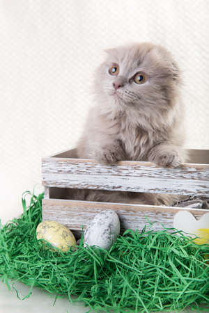 Scottish fold Highland fold kitten cat is sitting in box with Easter eggの写真素材