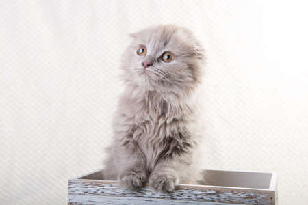 Scottish fold Highland fold kitten cat is sitting in boxの写真素材