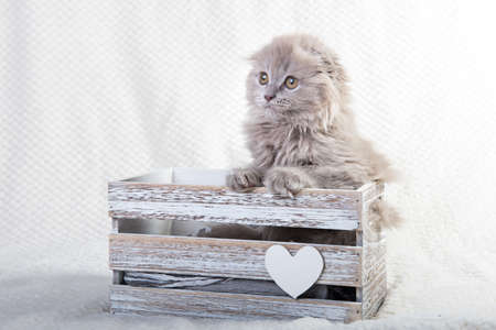 Scottish fold Highland fold kitten cat is sitting in box with Easter eggの写真素材