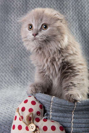 Scottish fold Highland fold kitten gray fluffy catの写真素材