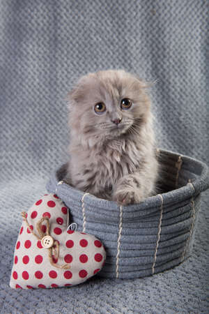 Scottish fold Highland fold kitten gray fluffy catの写真素材
