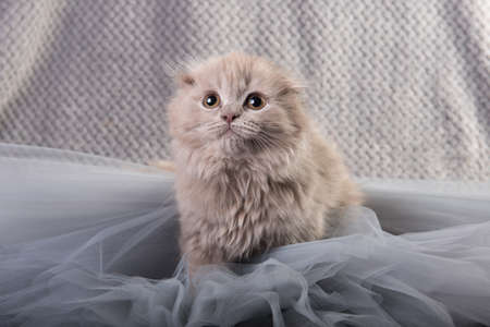 Scottish fold Highland fold kitten gray fluffy catの写真素材