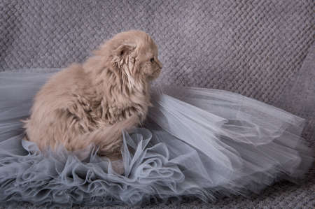 Scottish fold Highland fold kitten gray fluffy catの写真素材