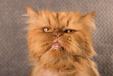 Old red Persian cat on gray backgroundの写真素材