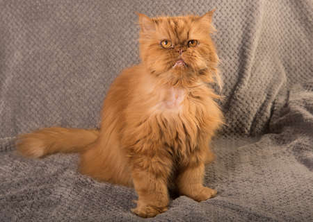Old red Persian cat on gray backgroundの写真素材
