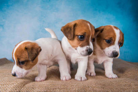Group of Jack Russell terrier puppies in front of blue backgroundの写真素材