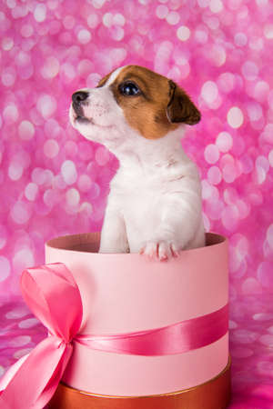 Present box with Cute jack russel terrier puppy on a pinkの写真素材
