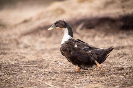 Black goose portait on nature in the yard outsideの写真素材