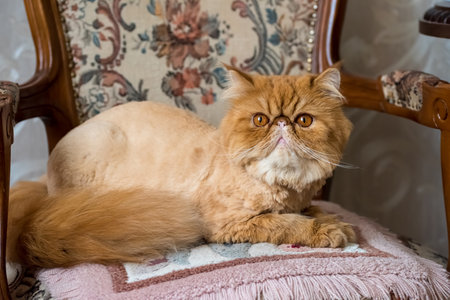 Grooming Red Persian exotic cat close upの写真素材