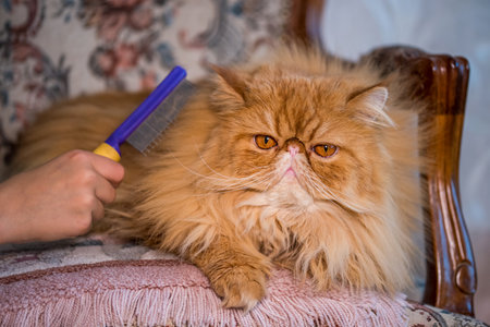 Red Longhair Persian exotic cat close upの写真素材