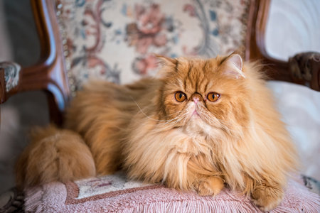Red Longhair Persian exotic cat close upの写真素材