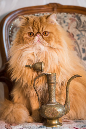 Red Persian exotic cat and Oriental Style Ancient Jugの写真素材