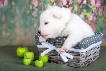 White fluffy Samoyed puppy dog in a basket with applesの写真素材