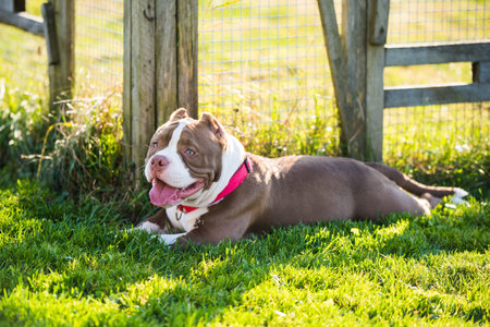 Red color American Bully dog is lying on green grassの写真素材