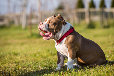 Chocolate color American Bully dog yawns green grassの写真素材