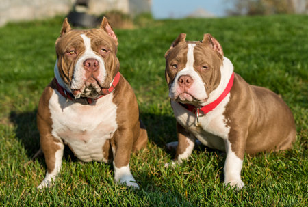 Two Chocolate color American Bully dogs are on natureの写真素材